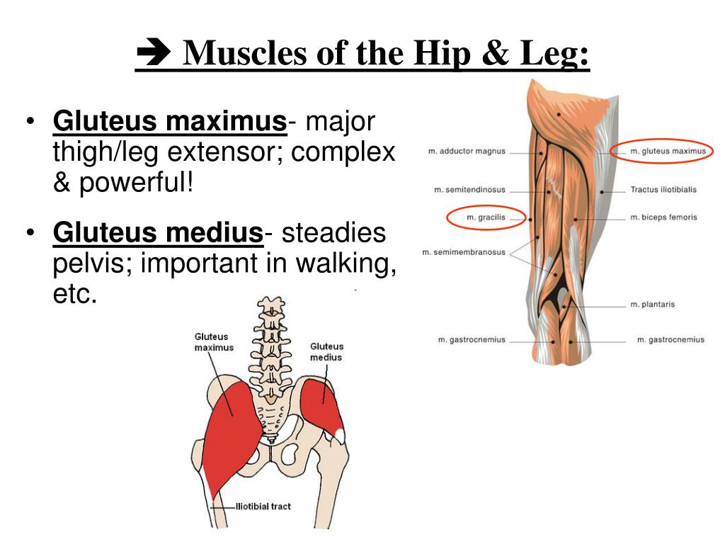 PPT - UNIT 4 part 5: THE MUSCLES! PowerPoint Presentation, free