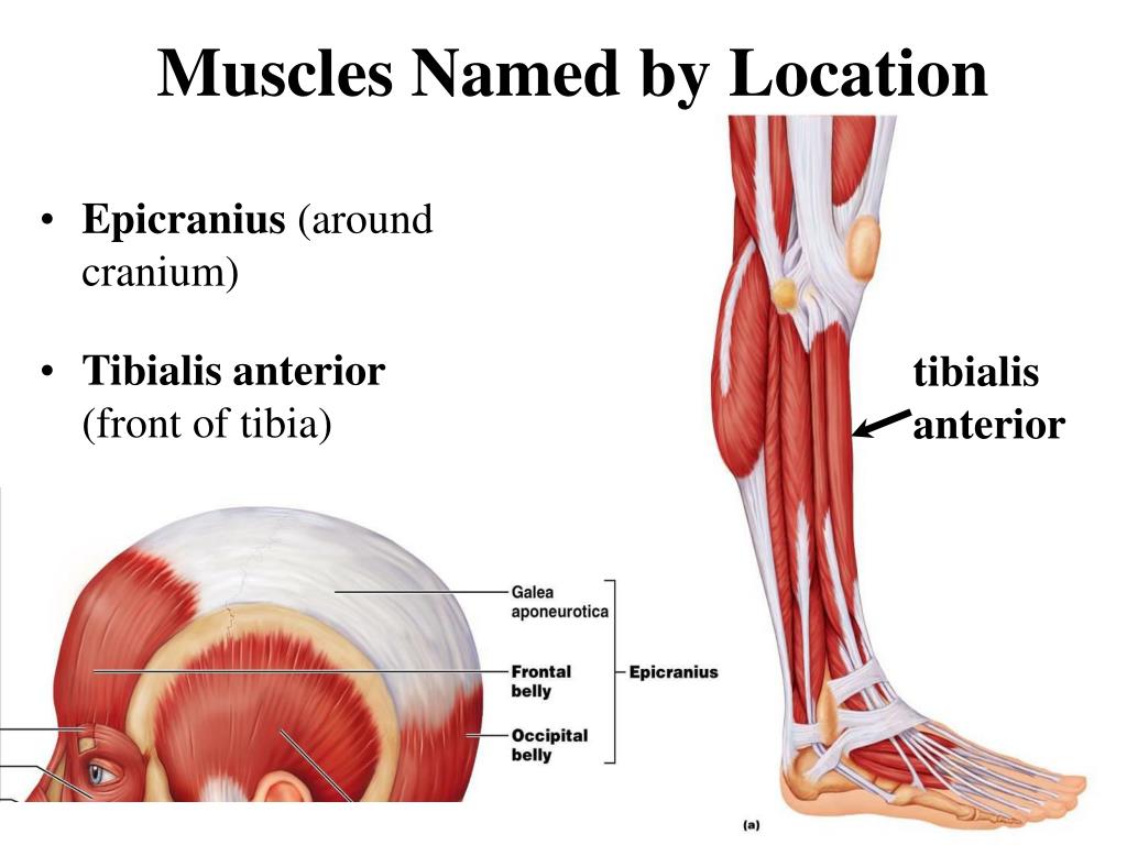 Ppt A P The Muscular System Physiology Naming Physics Chapter 6 Powerpoint Presentation Id 1465957