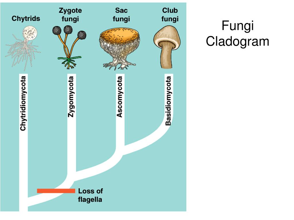 PPT - Kingdom Fungi PowerPoint Presentation, free download - ID:1466101