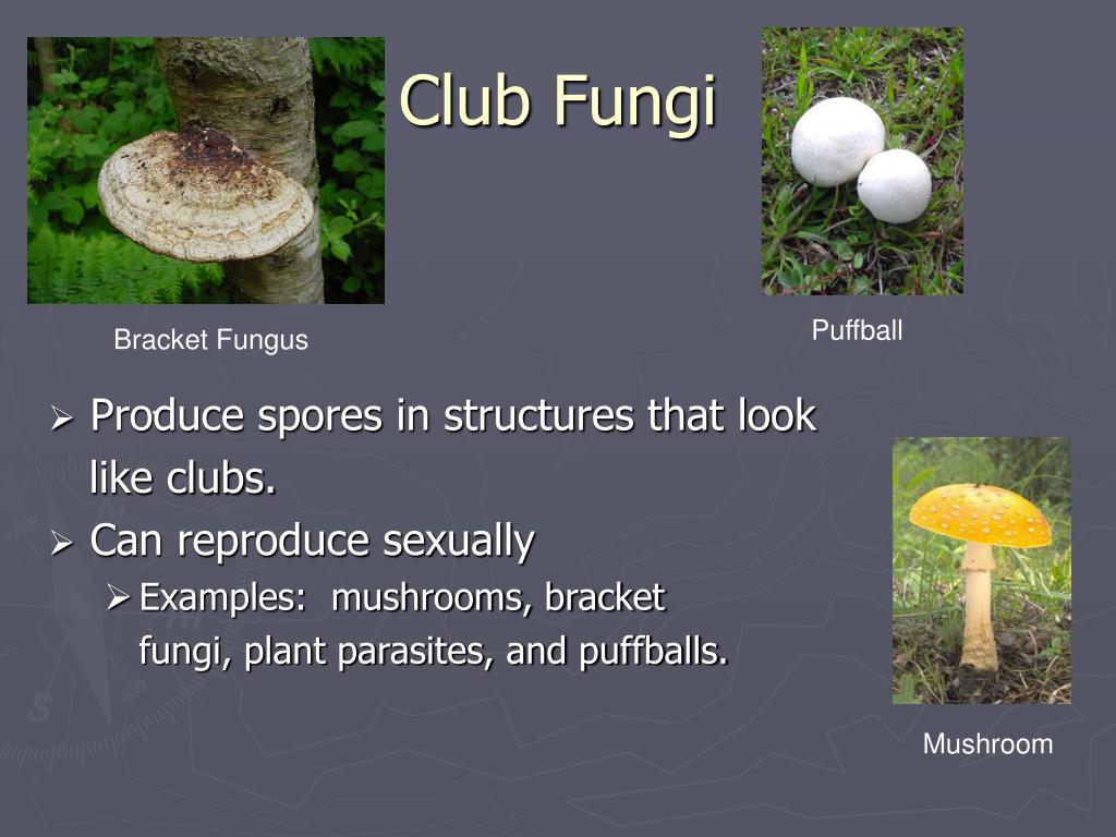 Ppt What Are Fungi Powerpoint Presentation Free Download Id