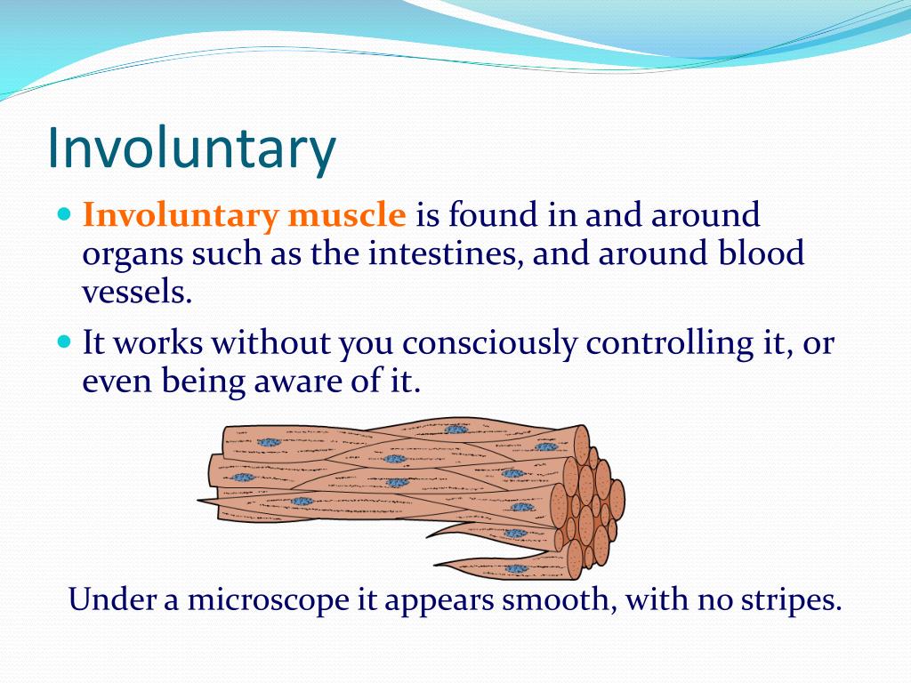 PPT - Muscles and Muscle Action PowerPoint Presentation ...