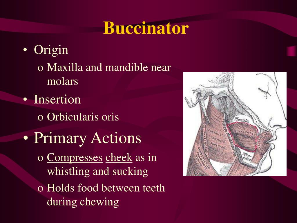 PPT Muscles PowerPoint Presentation, free download ID1466202