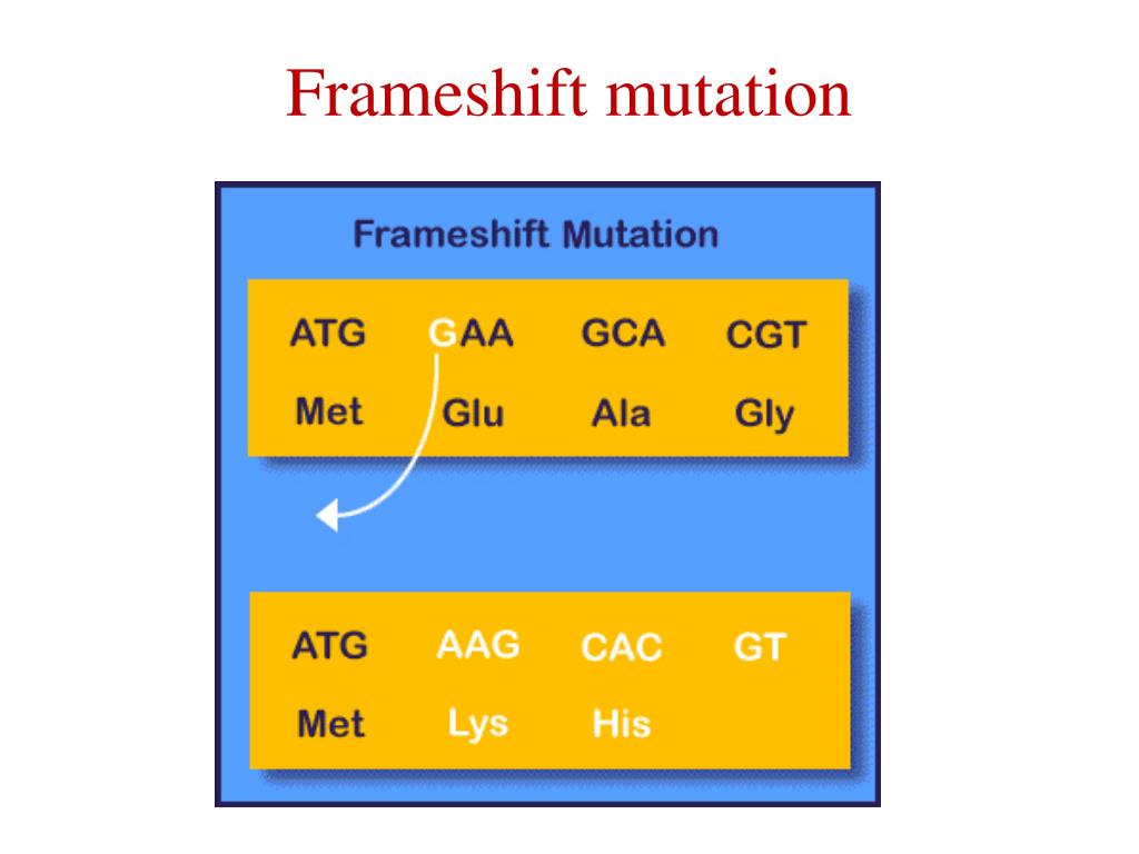 Frameshift Mutation Non Example At Linda Redmon Blog