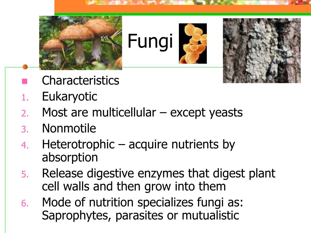 PPT - Biology 101 Unit 3B PowerPoint Presentation, free download - ID ...