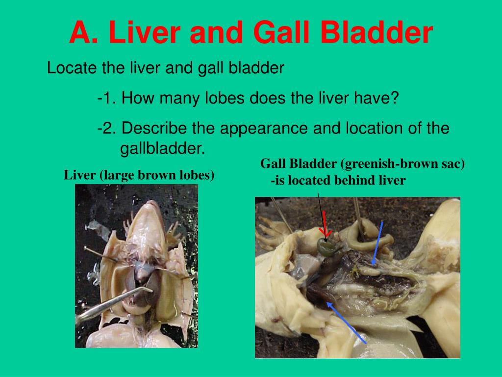frog dissection powerpoint frog dissection powerpoint