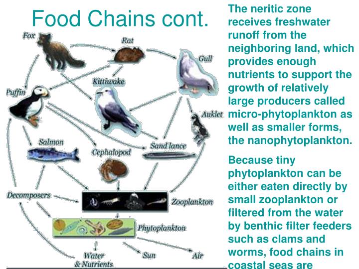 Food webs