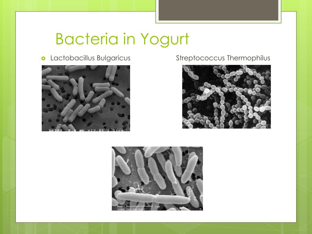 PPT - B Acteria In Yogurt L