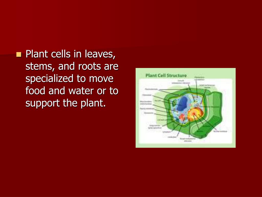 when specialized cells join together in a group they form when specialized cells join together in a group they form