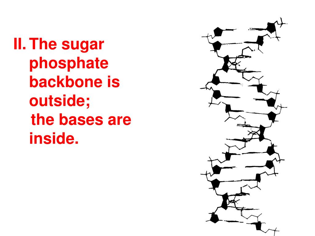sugar phosphate backbone in dna sugar phosphate backbone in dna