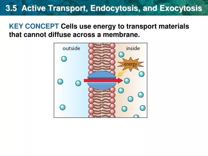 Ppt 3 5 Active Transport Endocytosis And Exocytosis Powerpoint Presentation Id Ppt 3 5 Active Transport Endocytosis And Exocytosis Powerpoint Presentation Id