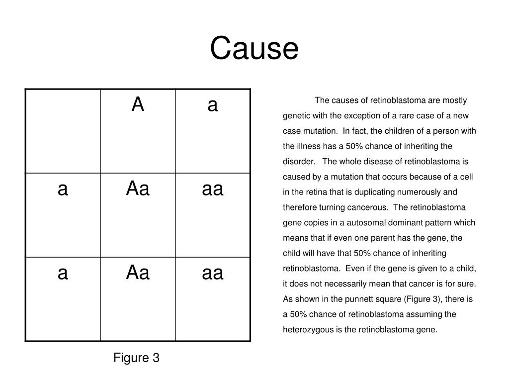 retinoblastoma punnett square