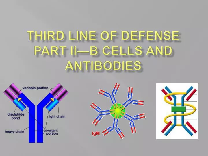 third line of defense part ii b cells and antibodies n.