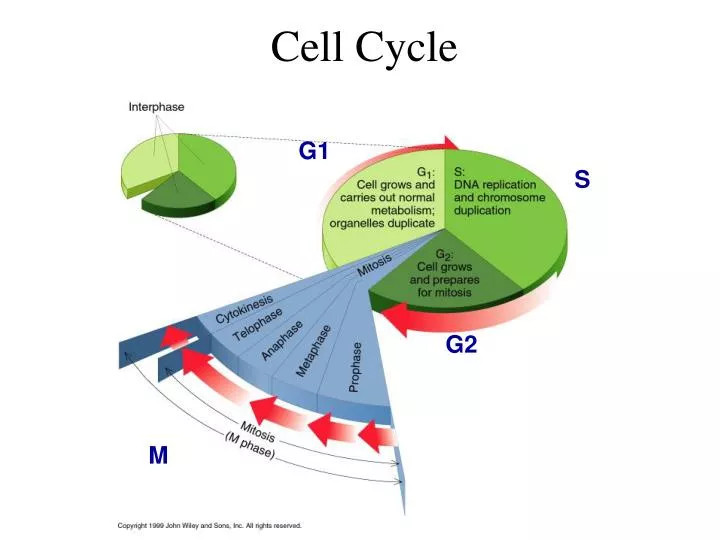 PPT - Cell Cycle PowerPoint Presentation, free download - ID:1474117