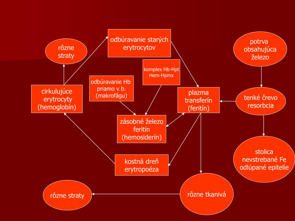 PPT - Regulácia produkcie červených krviniek PowerPoint Presentation -  ID:1474575