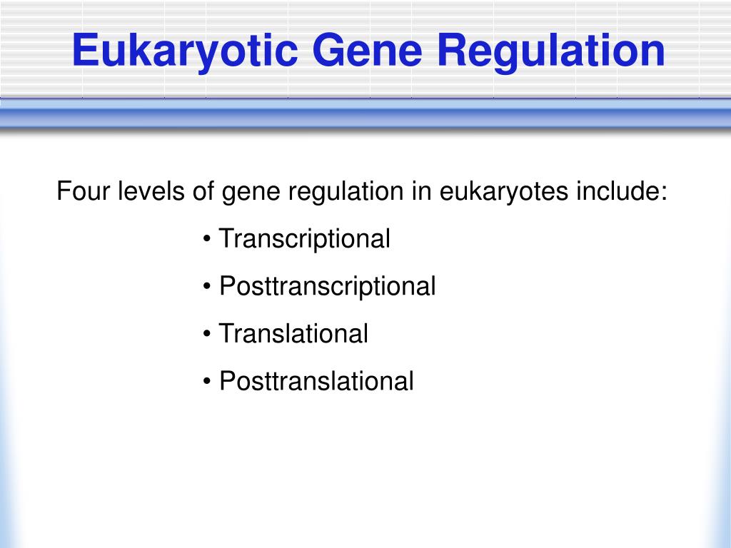 PPT - Eukaryotic Gene Regulation PowerPoint Presentation, free download -  ID:1475416