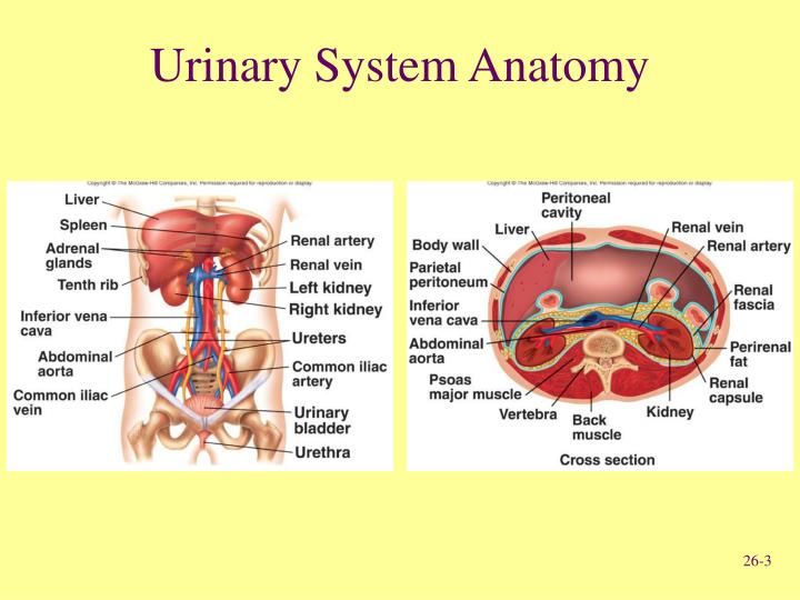 Human Urogenital System PowerPoint Presentation Biology Diagrams