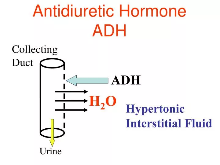 antidiuretic hormone adh n.