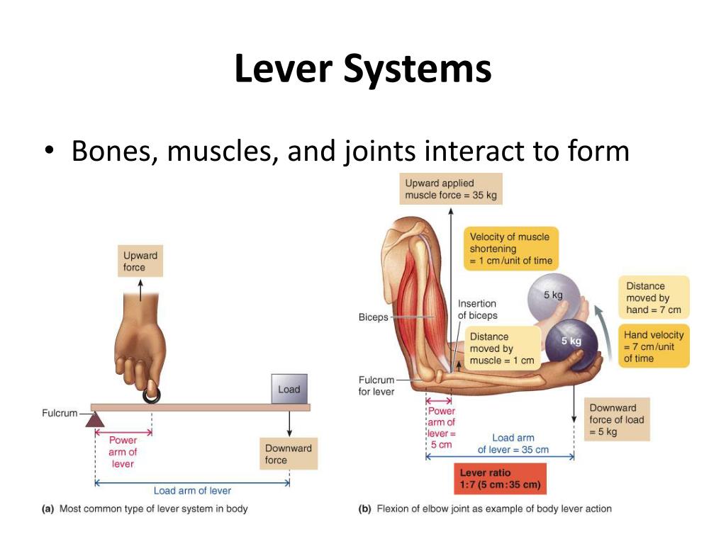 PPT Skeletal Muscle Mechanics PowerPoint Presentation Free Download PPT Skeletal Muscle Mechanics PowerPoint Presentation Free Download