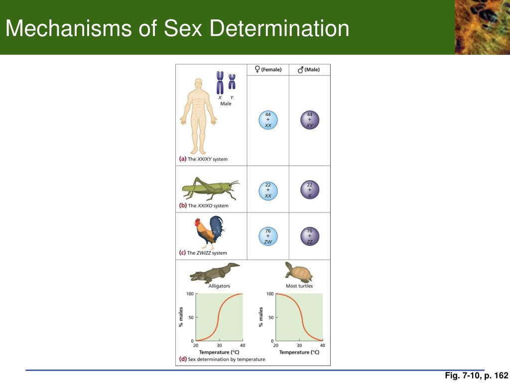 Ppt Chp 7 Development And Sex Determination 7 1 The Human