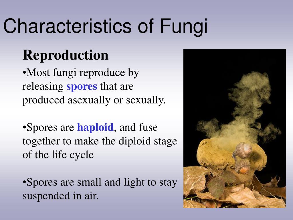 introduction to fungi pdf free download