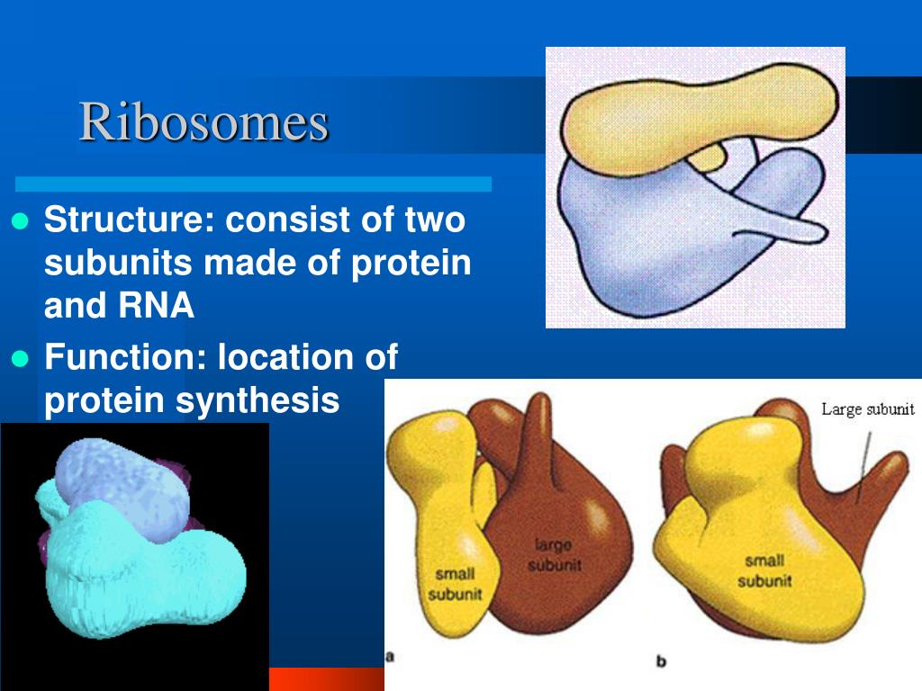 What job does the ribosome have