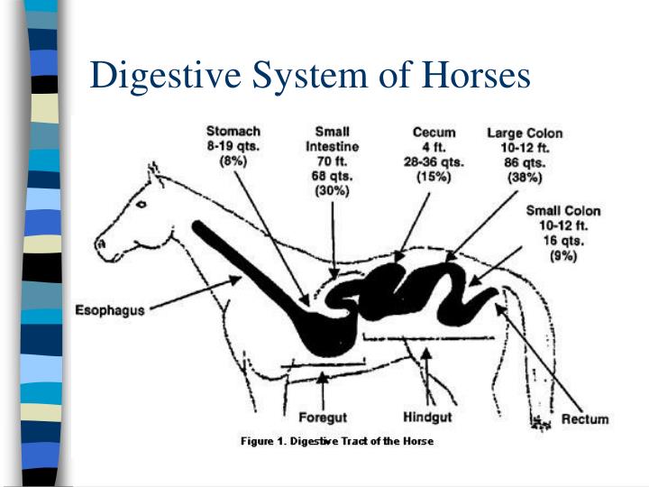 PPT Horse Digestive System PowerPoint Presentation ID1481921