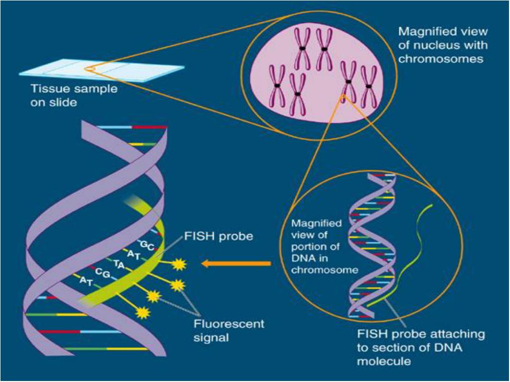 Fish method. Гибридизация in situ. Fish гибридизация in situ. Флуоресцентная гибридизация in situ Fish. Метод гибридизации in situ.