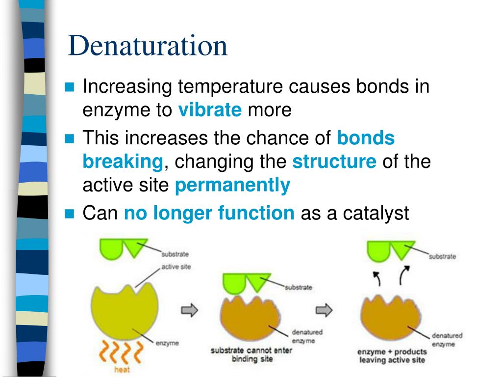 PPT 3.6 & 7.6 Enzymes PowerPoint Presentation, free download ID1482992