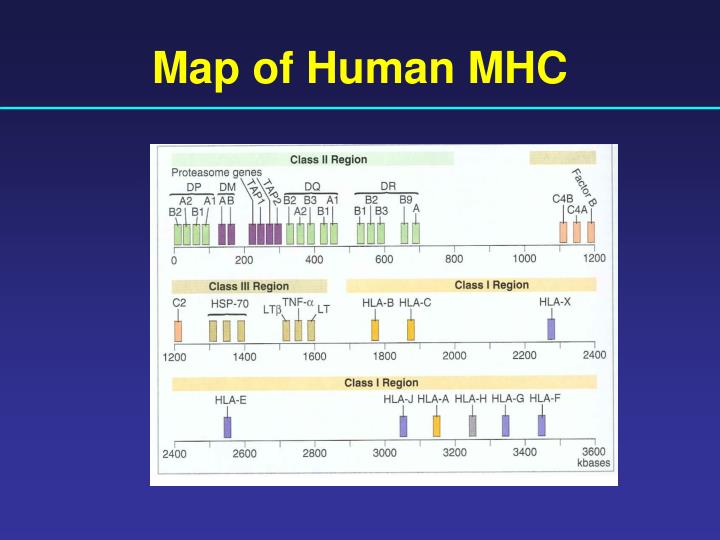 PPT - Transplantation Immunology PowerPoint Presentation - ID:1483026