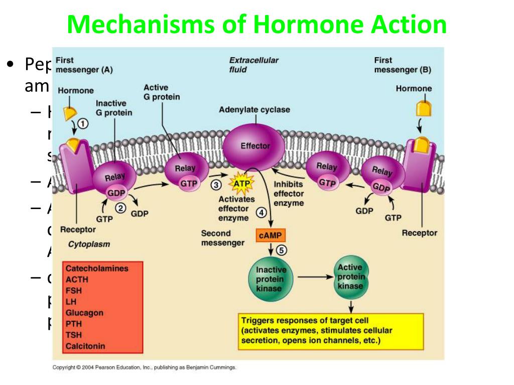 PPT - The Endocrine System PowerPoint Presentation, free download - ID ...