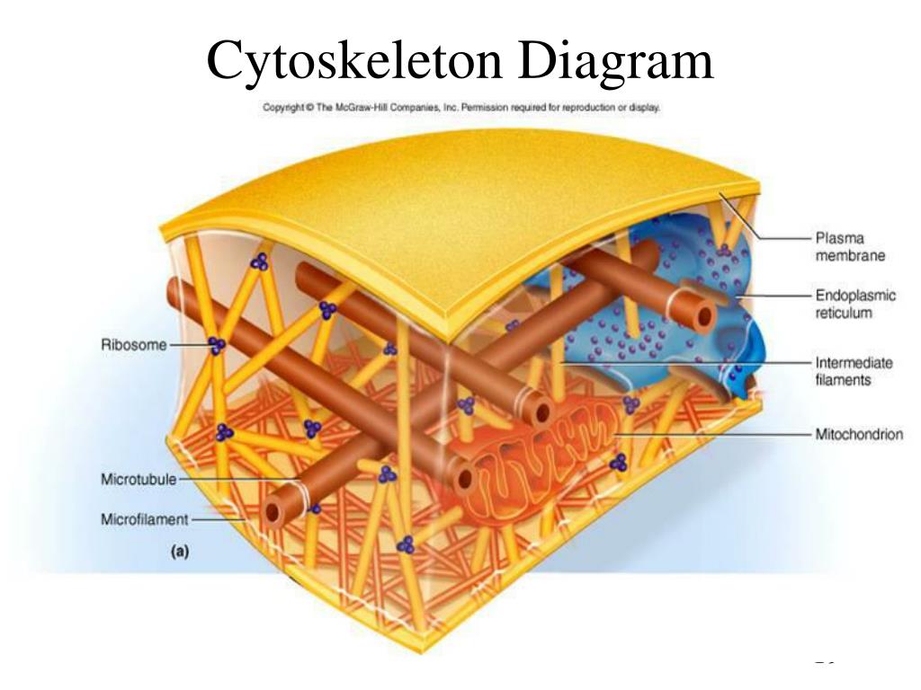 PPT Chapter 3 The CELL PowerPoint Presentation Free Download ID PPT Chapter 3 The CELL PowerPoint Presentation Free Download ID