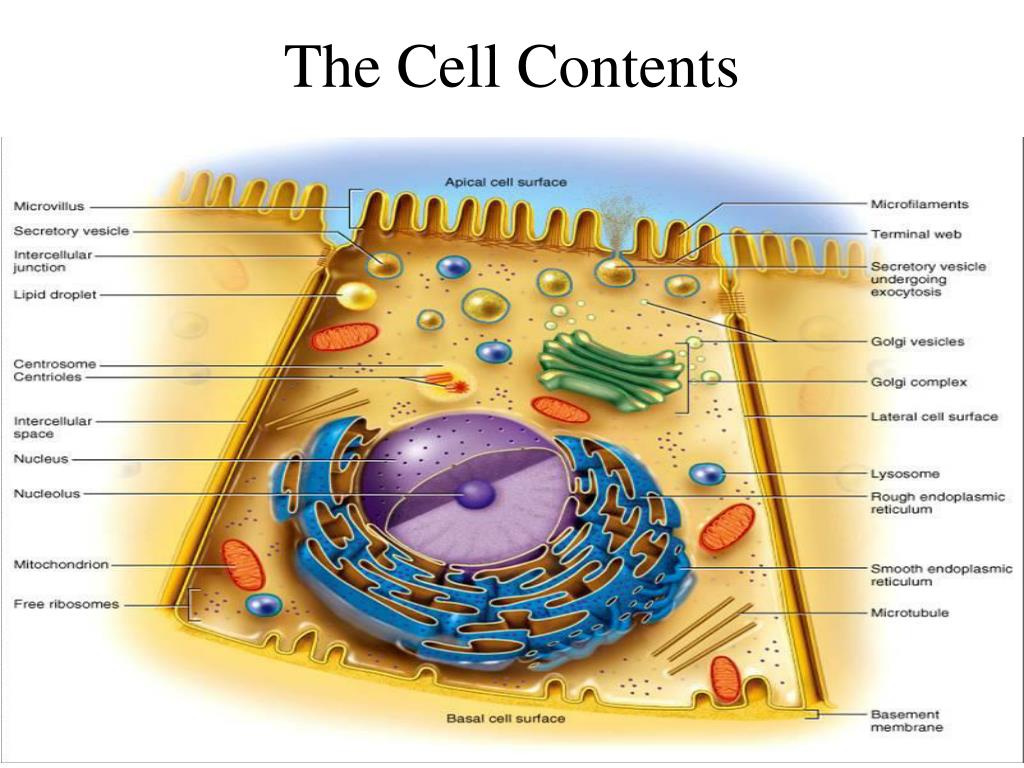 Cell return