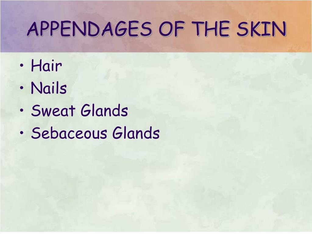 APPENDAGES OF THE SKIN PowerPoint Presentation, free download ... Biology Diagrams