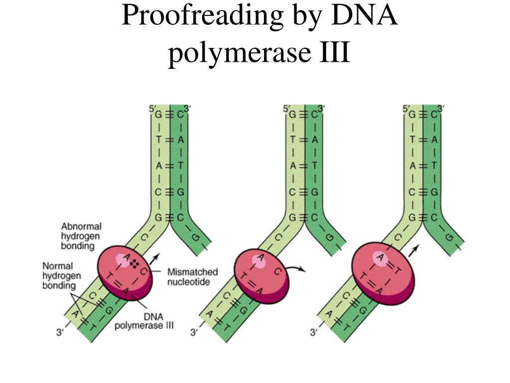 Ssb белок. Пруфридинг биология. RNA polymerase супервитки ДНК. DNA polymerase 3.