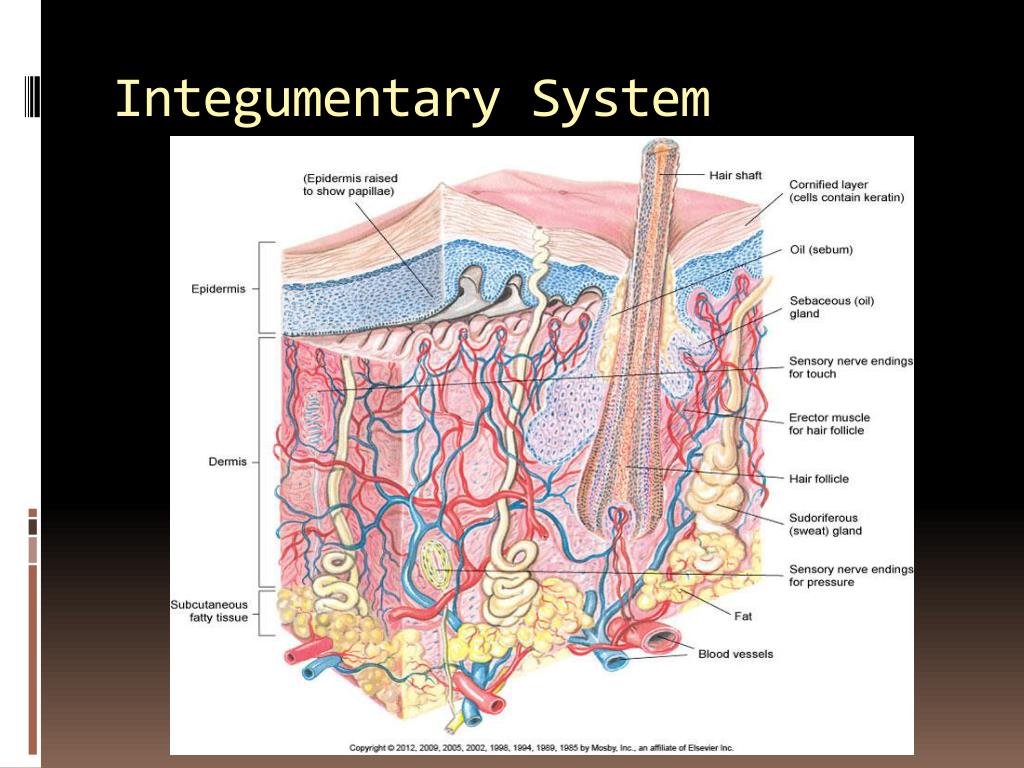 PPT - Medical terminology PowerPoint Presentation, free download - ID ...