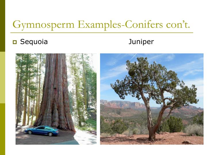 PPT Gymnosperm vs Angiosperm PowerPoint Presentation ID1484345