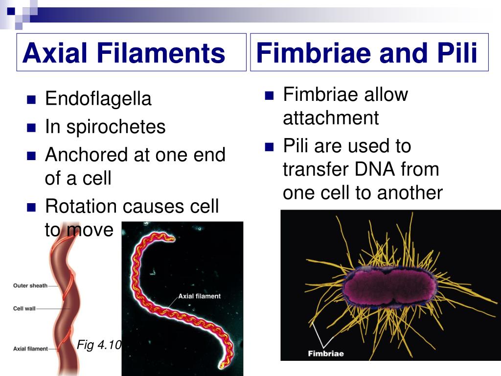 PPT - Ch 4 Functional Anatomy of Prokaryotic and Eukaryotic Cells  PowerPoint Presentation - ID:1484347