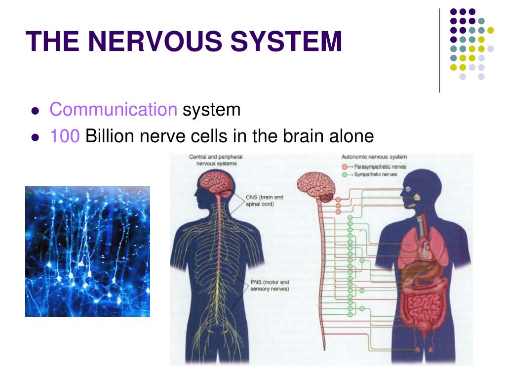 PPT - THE NERVOUS SYSTEM PowerPoint Presentation, free download - ID