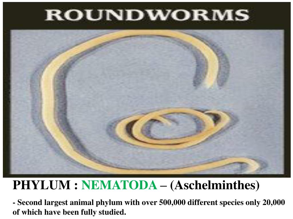 PPT - PHYLUM : NEMATODA – (Aschelminthes) - Second largest animal phylum  with over 500,000 different species only 20,000 of PowerPoint Presentation  - ID:1484912