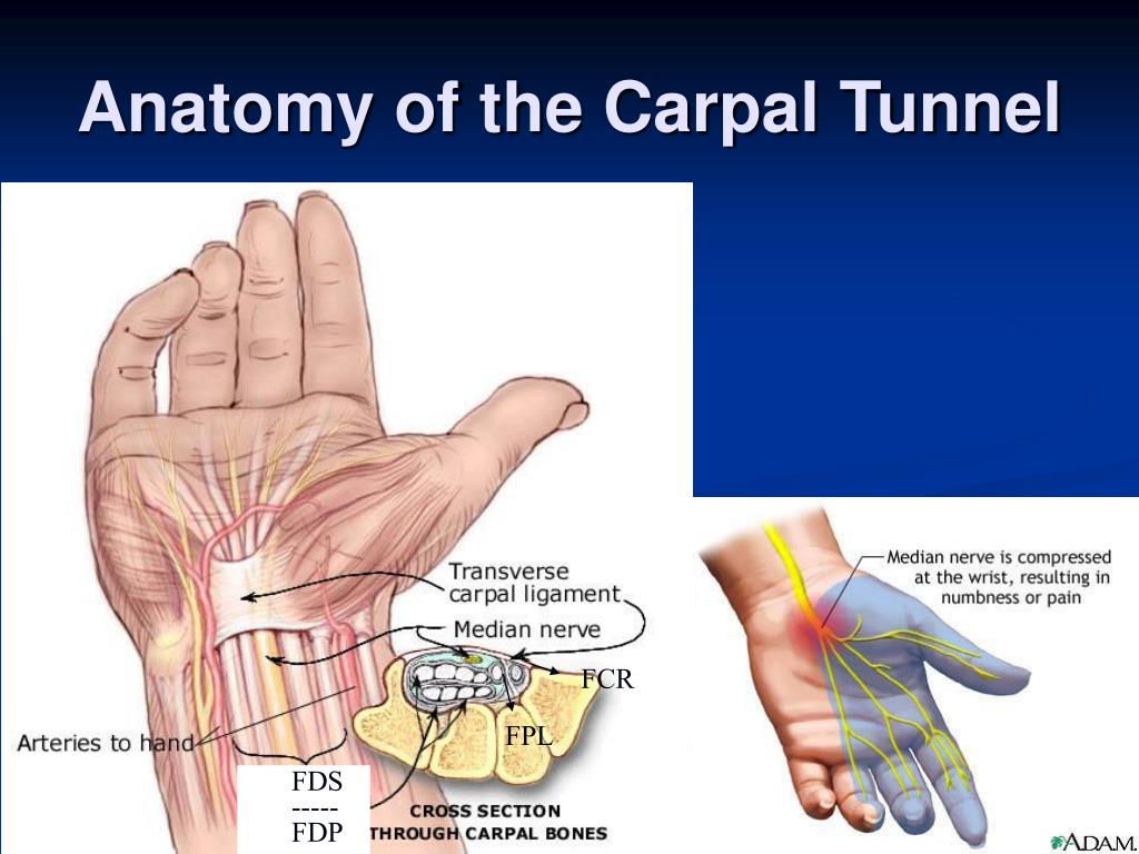 anatomy of the carpal tunnel 