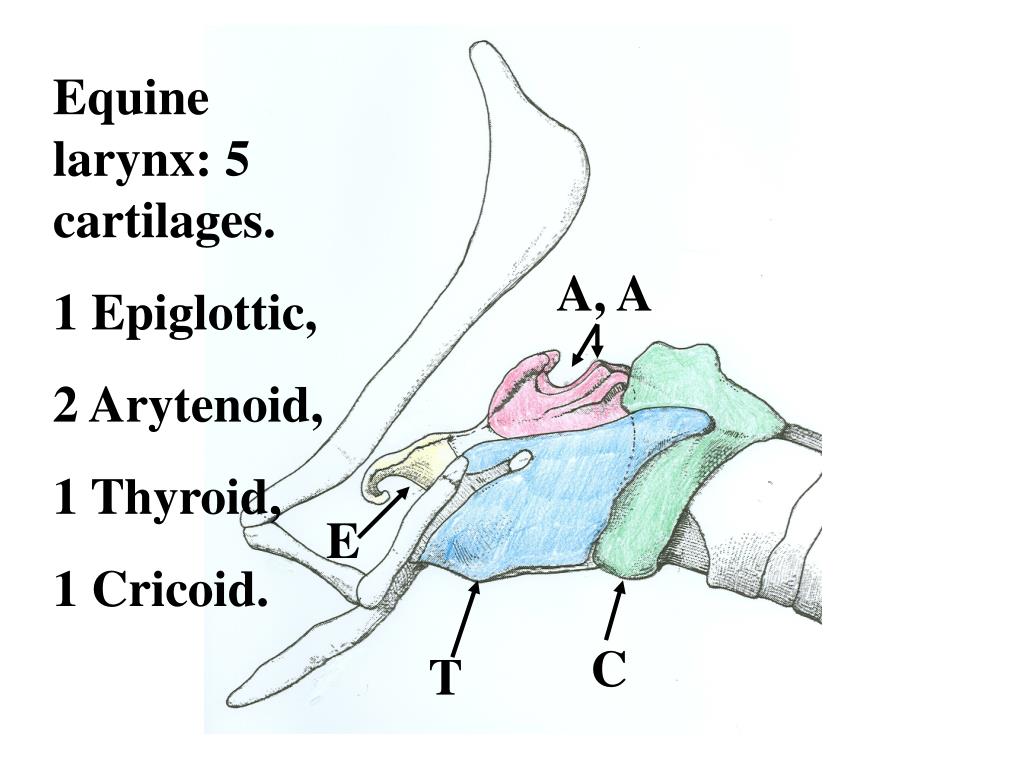 PPT - LARYNX POWERPOINT SERIES Prepared by Dr A Horowitz PowerPoint ...