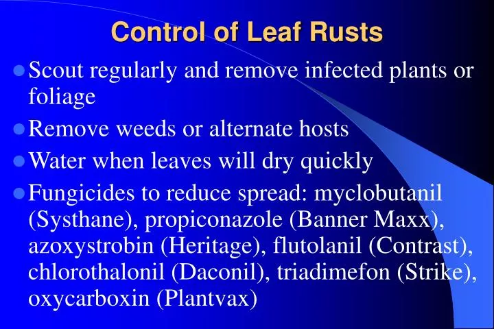 control of leaf rusts n.