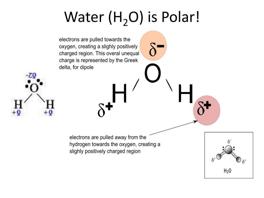 PPT - Electronegativity & Polarity PowerPoint Presentation, free ...