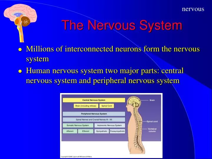 ppt-the-nervous-system-powerpoint-presentation-free-download-id