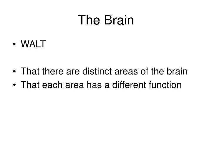 the brain n.
