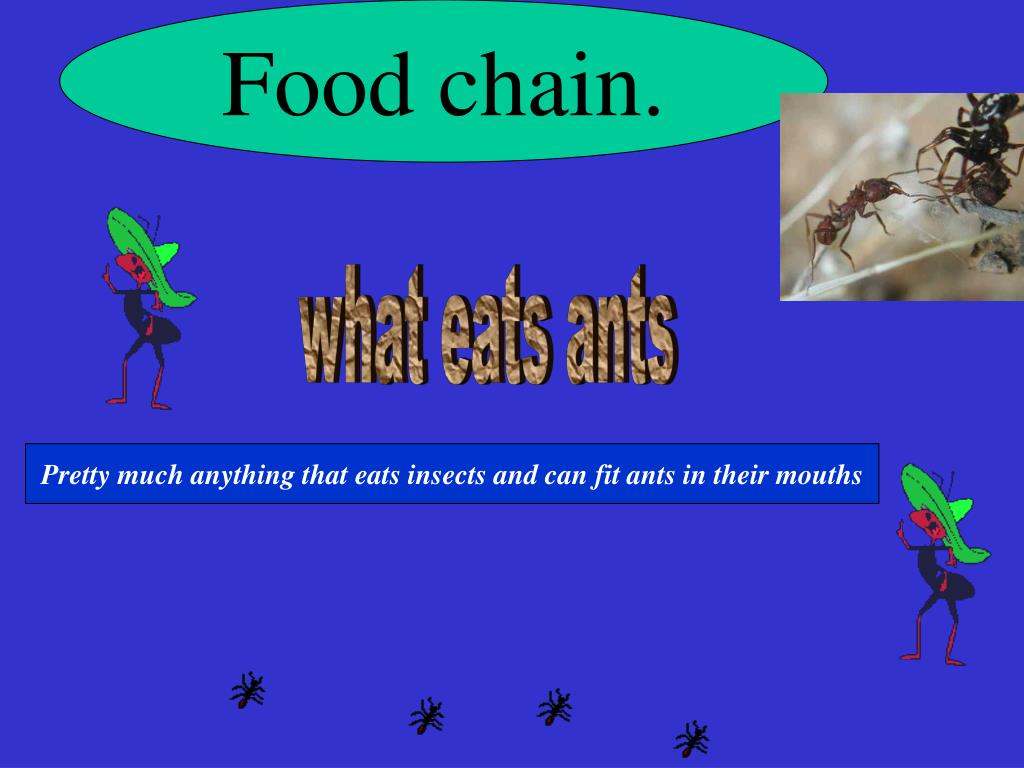 Ant nest PowerPoint Presentation, free download Biology Diagrams
