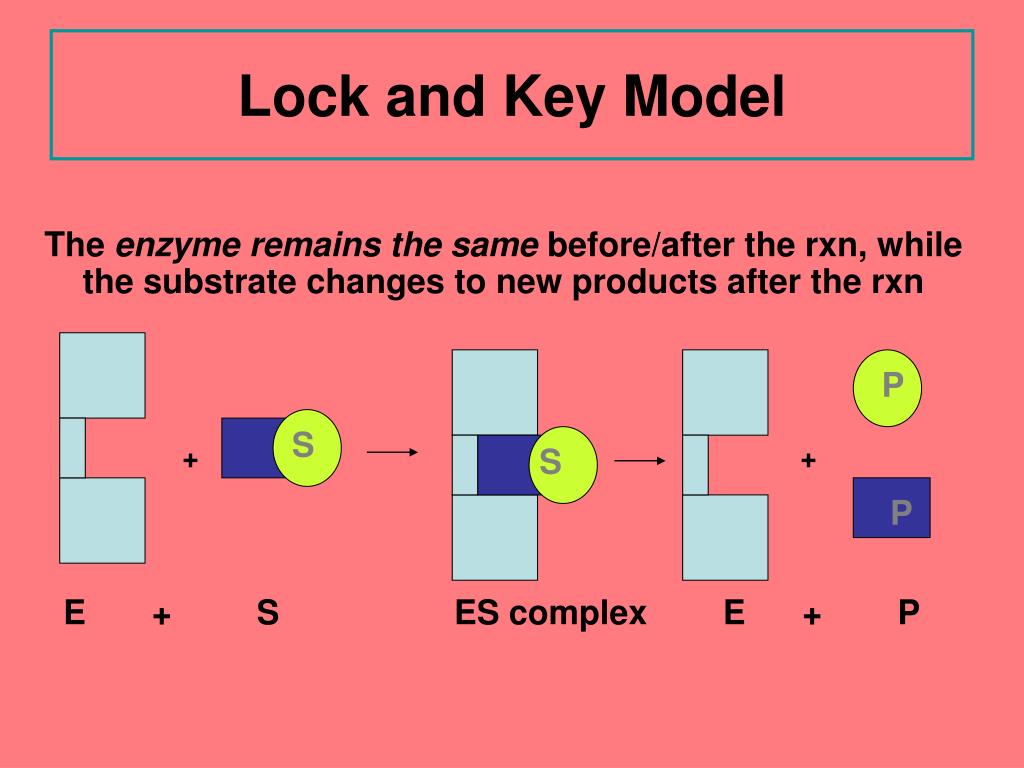 Ppt enzymes powerpoint presentation free download id 148748