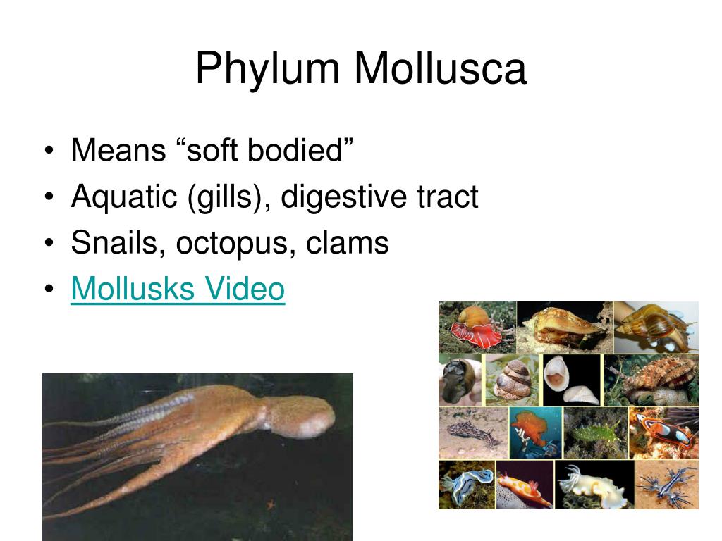 PPT Domains, Kingdoms, and Phyla PowerPoint Presentation, free download ID1487577