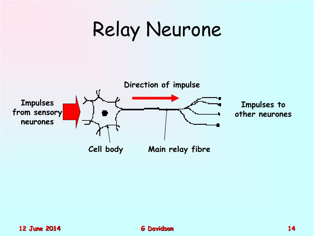 PPT Animal Physiology PowerPoint Presentation Free Download ID 1487708