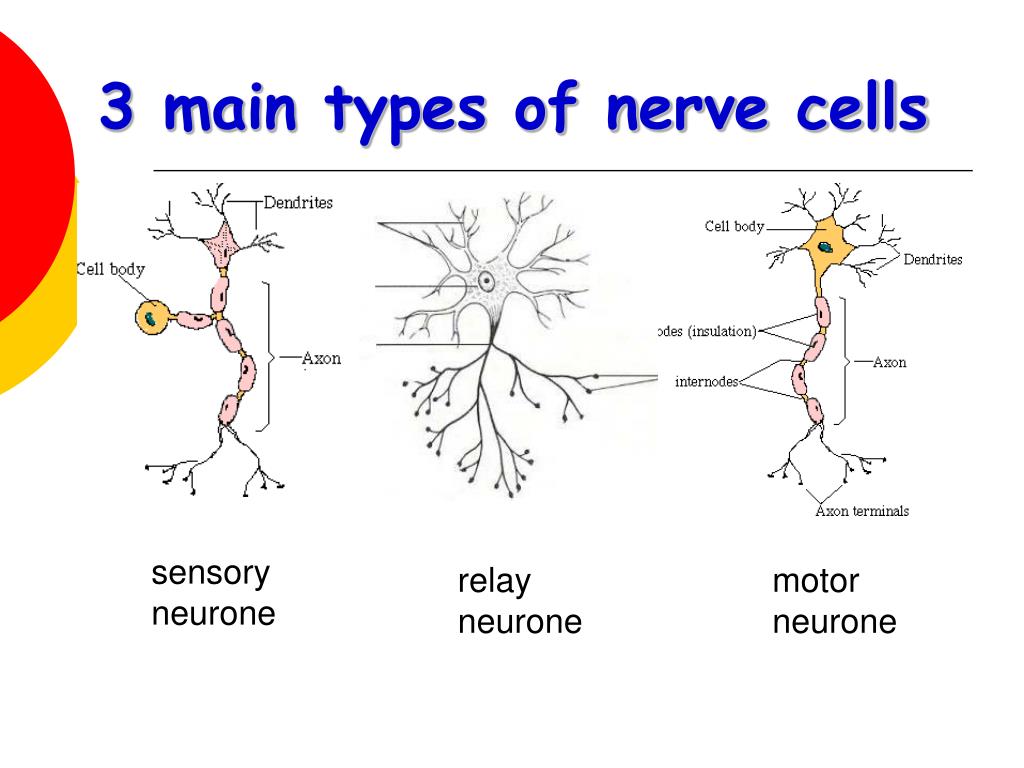 Nervous first. Sensory relay Motor neurons. Types of nerve Cells. Нейроны мозга. Types of nerves.